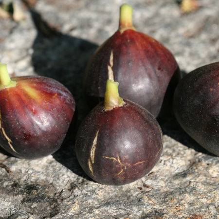 Feigenbaum Ronde de Bordeaux