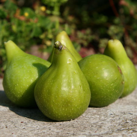 Feigenbaum GustisÂ® Teglio