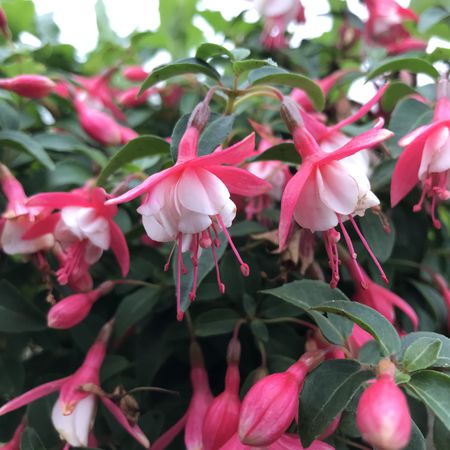 Fuchsia magellanica 'Lady Thumb'