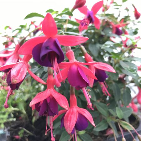 Fuchsia magellanica 'Tom Thumb'