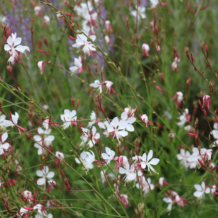 Gaura lindheimeri 'Whirling Butterflies'
