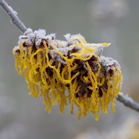 Gelbe Zaubernuss 'Barmstedt's Gold'