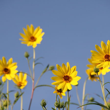 Helianthus salicifolius varietas orgyalis