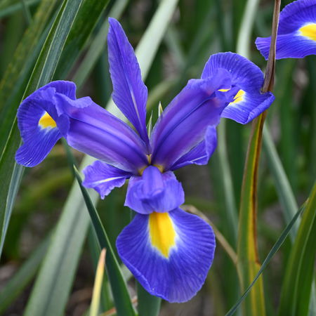 HollÃ¤ndische Schwertlilie 'Blue Magic'Â®