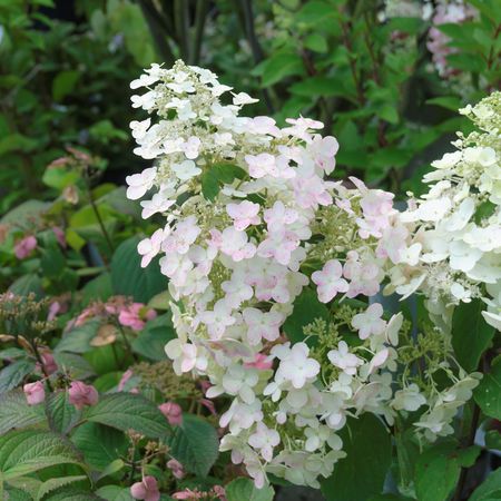 Hortensie, Rispen-Hortensie 'Unique'