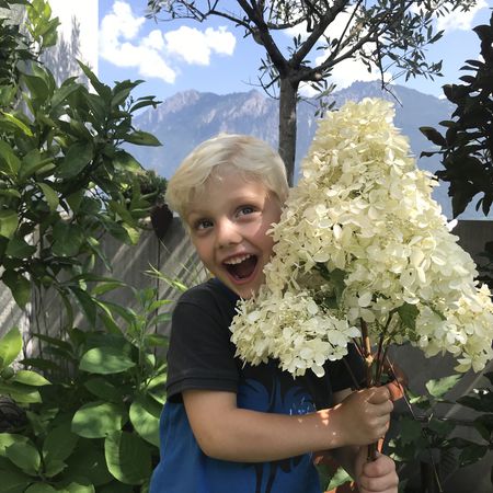 Hortensie, Rispenhortensie Maxi-HydrangeasyÂ® 'Chapeau!'