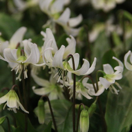 Hundszahn 'White Beauty'