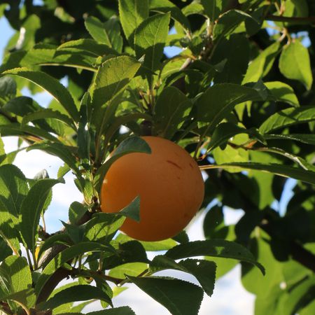 Japanische Pflaume 'TC Sun'