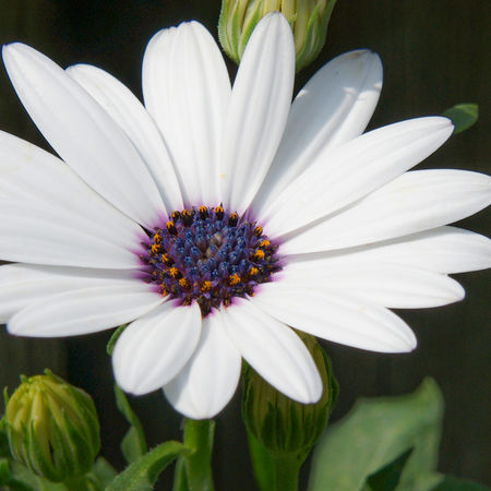 KapkÃ¶rbchen, Kapmargerite Weiss (8er Set)