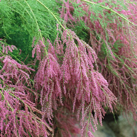 Kaspische Tamariske 'Pink Cascade'