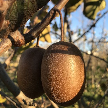 Kiwi MinkigoldÂ®