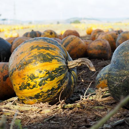KÃ¼rbis 'Gleisdorfer ÃlkÃ¼rbis'