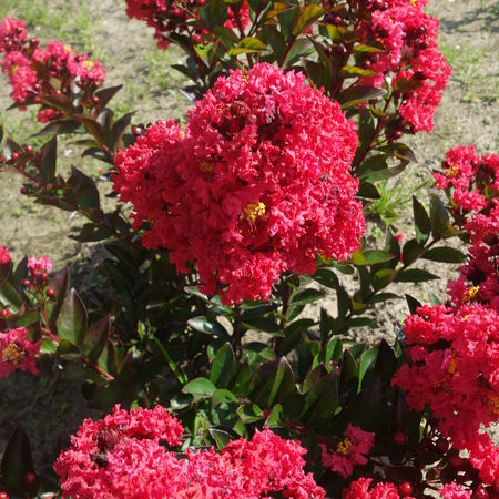 Lagerstroemia 'Enduring Summer Red'