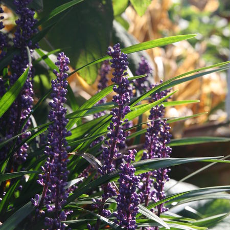 Lilientraube, GlÃ¶ckchentraube