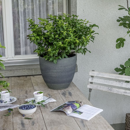 LowberryÂ® Heidelbeere Little Blue Wonder