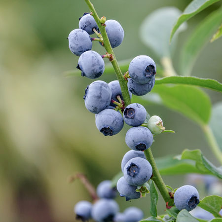 LowberryÂ® Heidelbeere Little Blue Wonder