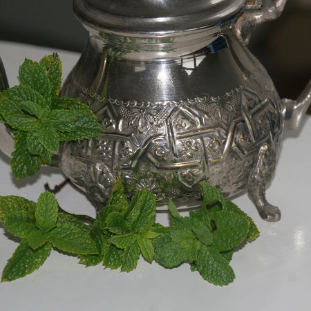 Marokkanische Minze 'Maroccan'