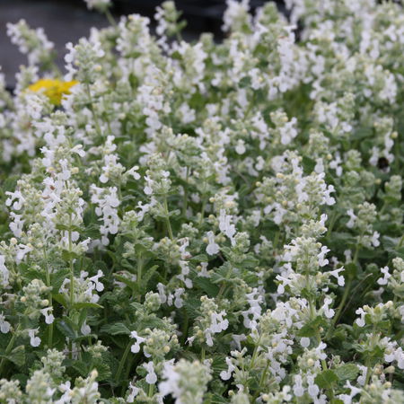 Katzenminze 'Snowflake'