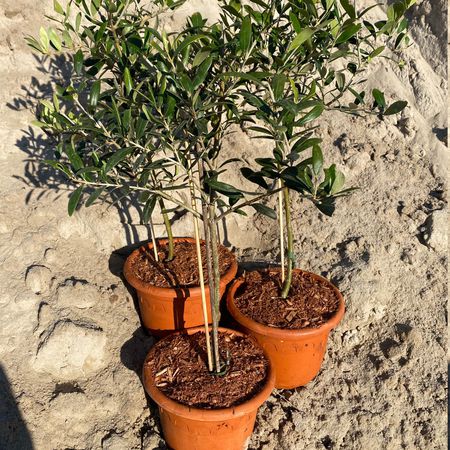 Olivenbaum 'Leccino'