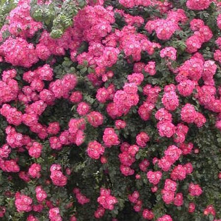 Ramblerrose 'American Pillar'