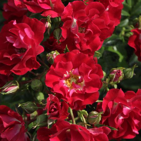Ramblerrose 'Rambling Rosie'