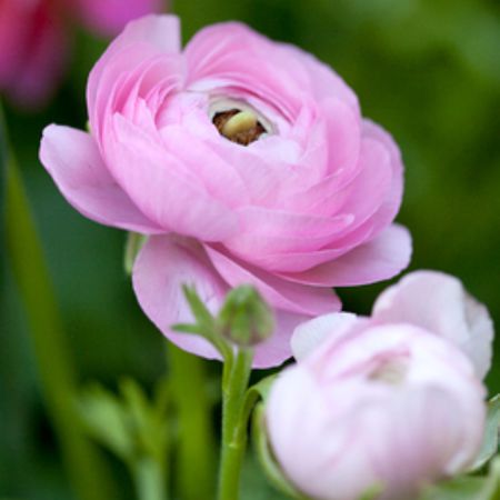 Ranunkel 'Aviv'- rosa