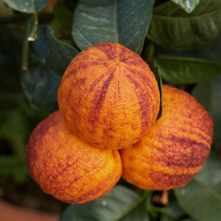 Regenbogen-Orange 'Arcobal'