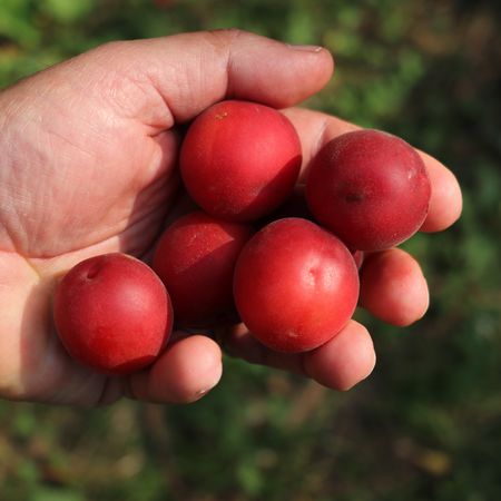 RobustikoseÂ® Vesuviana Rossa