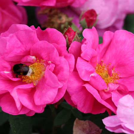 Rose 'Apothekerrose'