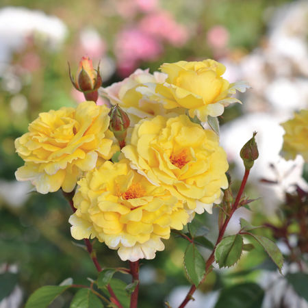 Rose 'Nadia Zerouali'