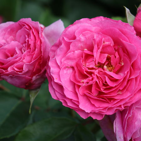 Rose 'ReneÃ© van Wegberg'Â® (im grossen Container)