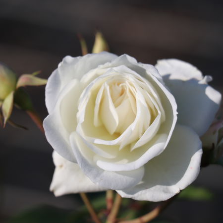 Rose SchneewittchenÂ® (im grossen Container)