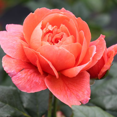 Rose SummersongÂ® (im grossen Container)