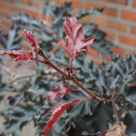Rotbuche Halbstamm 'Rohan Weeping'