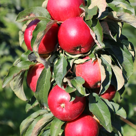 SÃ¤ulenapfel MaliniÂ® GracilisÂ®