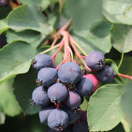 Saskatoon Beere 'Saskalate'Â®