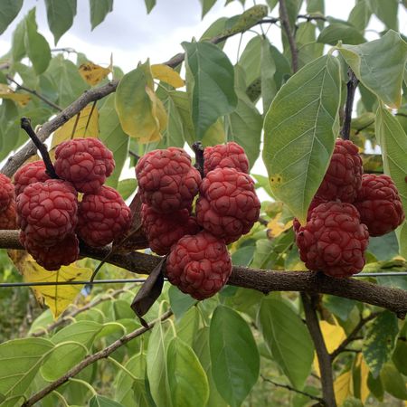 Seidenraupenbaum Seedless Che