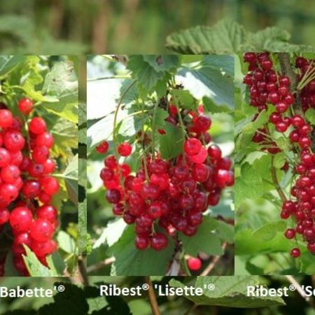 Selbstversorgerset Rote Johannisbeeren 'Dauerernte'