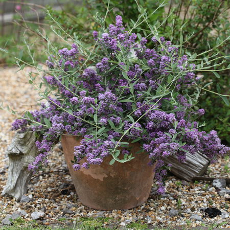 Sommerflieder alternifolia 'Unique'
