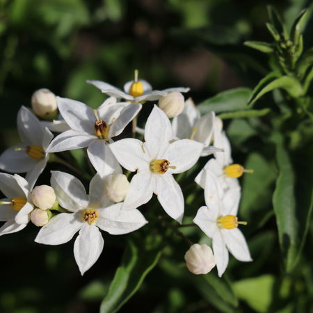 Sommerjasmin