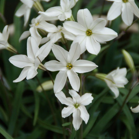Sternblume 'Alberto Castillo'Â®