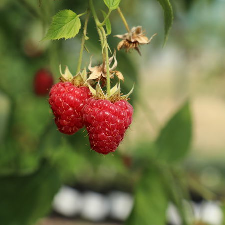 Himbeere Summer ChefÂ®