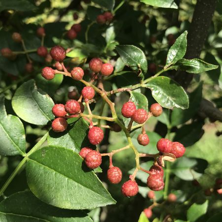 Szechuan Pfeffer Piperitum