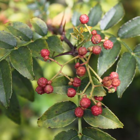 Szechuan Pfeffer Schinifolium