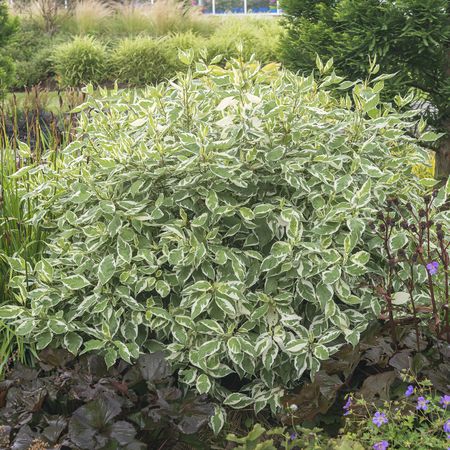 Cornus alba 'Ivory Halo'Â®