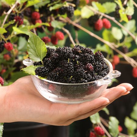 Maulbeere 'Mojo Berry' - Zwerg-Maulbeere