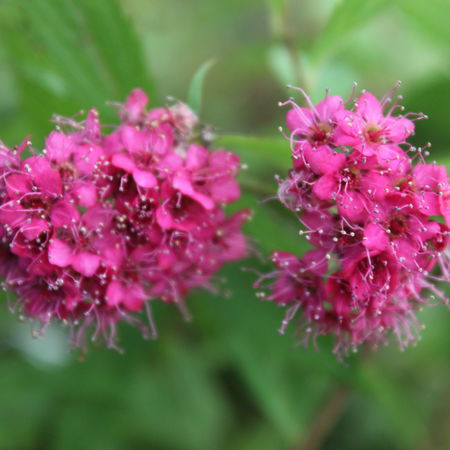 Spierstrauch, Rote Sommerspiere 'Anthony Waterer'