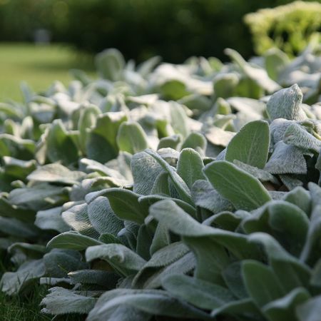 Stachys byzantina 'Silver Carpet'