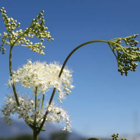 Filipendula ulmaria