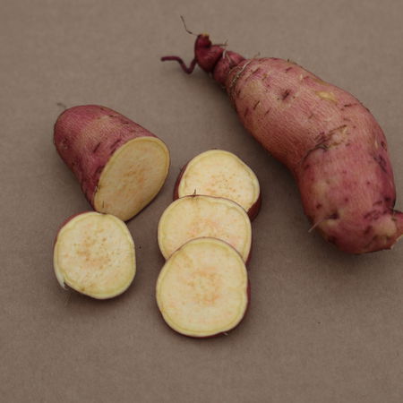 SÃ¼sskartoffel SugarootÂ® 'Chestnut'